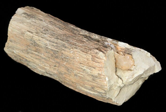 Unpolished Petrified Wood Limb - Blue Forest #28958